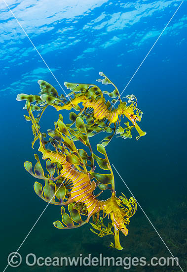 Leafy Seadragon South Australia photo Leafy Seadragon South Australia photo