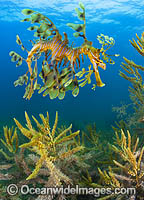 Leafy Seadragon South Australia Photo - Gary Bell