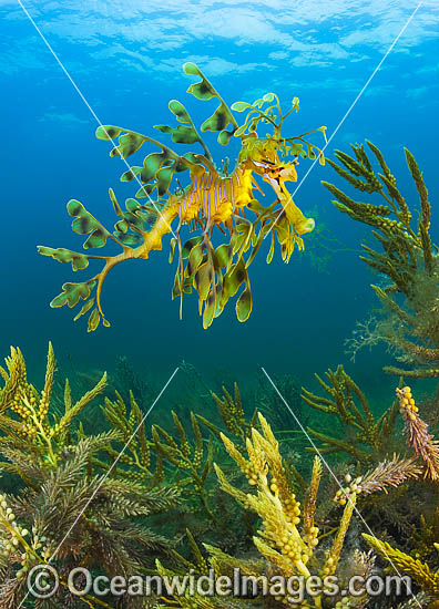 Leafy Seadragon photo Leafy Seadragon photo