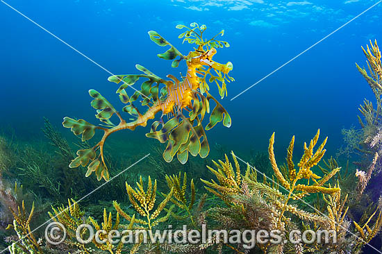 Leafy Seadragon photo Leafy Seadragon photo