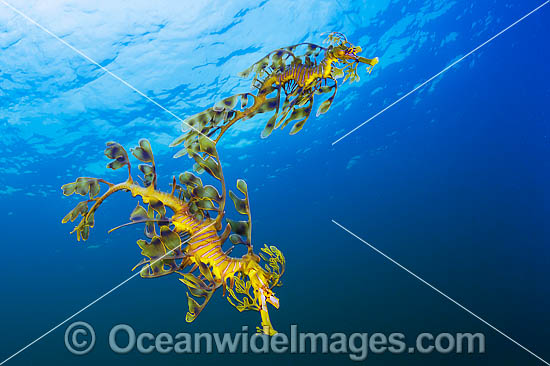 Leafy Seadragon Phycodurus eques photo