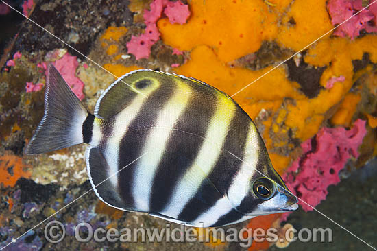 Moonlighter, or Six-banded Coral Fish (Tilodon sexfasciatus). Found in temperate waters of Western Australia, South Australia, Victoria and Tasmania. Photo taken at Edithburg, York Peninsula, South Australia, Australia. Photo - Gary Bell