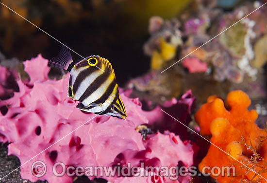 Six-banded Coral Fish Tilodon sexfasciatus photo