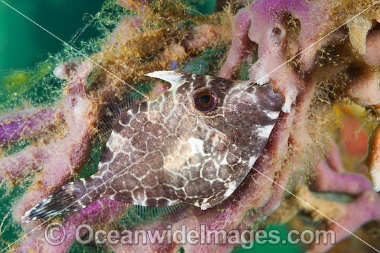 Gunn's Leatherjacket Eubalichthys gunnii photo Gunn's Leatherjacket Eubalichthys gunnii photo