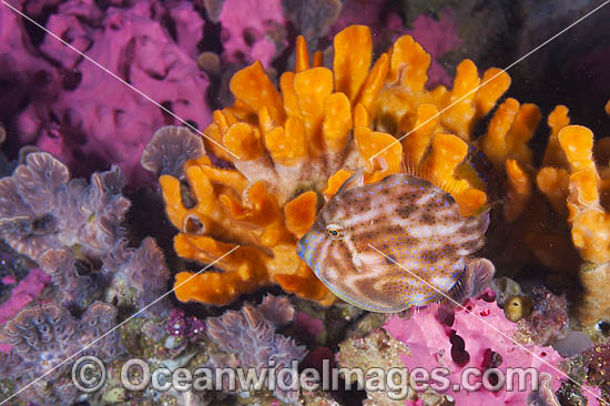 Pygmy Leatherjacket Branchaluteres jacksonianus photo