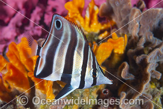 Tunicate Coralfish or Western Talma photo