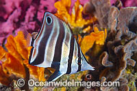 Tunicate Coralfish or Western Talma Photo - Gary Bell