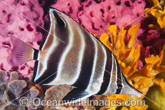 Tunicate Coralfish or Western Talma photo