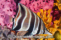 Tunicate Coralfish or Western Talma Photo - Gary Bell