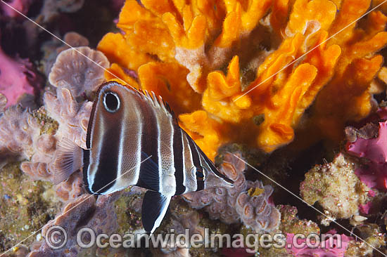 Tunicate Coralfish or Western Talma photo Tunicate Coralfish or Western Talma photo