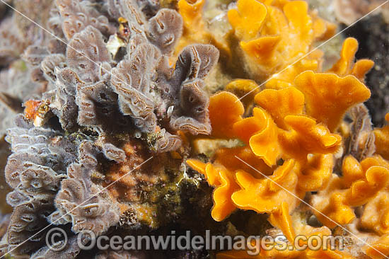 Bryozoan on Jetty Pylon photo Bryozoan on Jetty Pylon photo