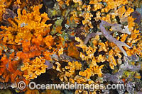 Bryozoan and Sea Sponges Photo - Gary Bell
