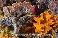 Bryozoan Edithburgh Jetty Photo - Gary Bell