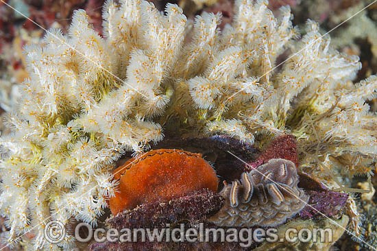 Tangled Tube Worm Salmacina australis photo