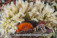 Tangled Tube Worm Salmacina australis Photo - Gary Bell