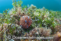 Swimming Anemone on Seagrass Photo - Gary Bell