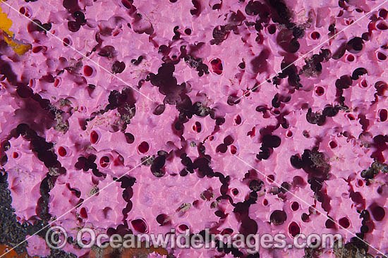 Sea Sponge Aplysilla rosea photo