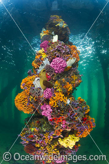 Jetty Pylon, heavily encrusted in Sea Sponges, Bryozoans and Sea Tunicates. Photo was taken at Edithburgh Jetty, York Peninsula, South Australia, Australia. Photo - Gary Bell Jetty Pylon, heavily encrusted in Sea Sponges, Bryozoans and Sea Tunicates. Photo was taken at Edithburgh Jetty, York Peninsula, South Australia, Australia. Photo - Gary Bell