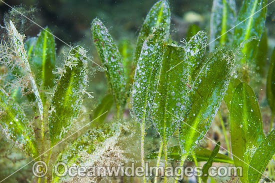 Seagrass (Halophila australis). Found in estuaries and on sheltered reefs from Dongara, WA, to Sydney, NSW, including Tasmania. Photo taken at Edithburgh, York Peninsula, South Australia, Australia. Photo - Gary Bell