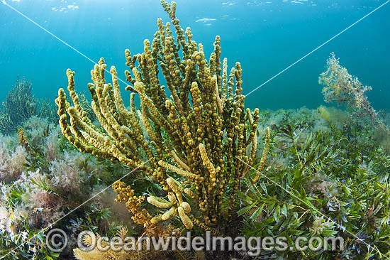 Sea Alga South Australia photo