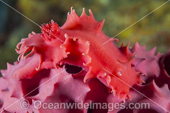 Nudibranch feeding on Sponge photo