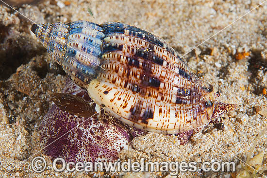 Volute Seashell (Lyria mitraeformis). Found along southern coast of Australia, usually on sand in sheltered pockets of reef. Photo taken at Edithburgh Jetty, York Peninsula, South Australia, Australia. Volute Seashell (Lyria mitraeformis). Found along southern coast of Australia, usually on sand in sheltered pockets of reef. Photo taken at Edithburgh Jetty, York Peninsula, South Australia, Australia.