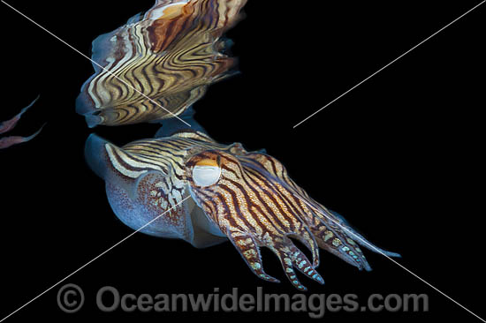 Striped Pyjama Squid Edithburgh photo Striped Pyjama Squid Edithburgh photo