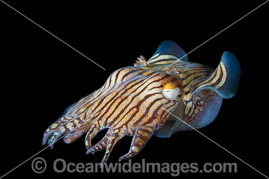 Striped Pyjama Squid photo Striped Pyjama Squid photo
