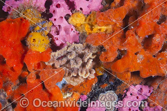 Sponges Bryozoans Tunicates on Pylon photo