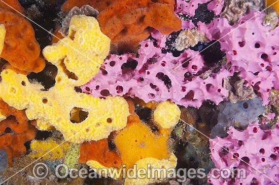 Sponges and Bryozoans on Pylon photo