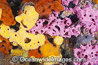 Sponges and Bryozoans on Pylon Photo - Gary Bell
