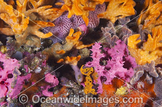 Sponges Bryozoans Tunicates on Pylon photo