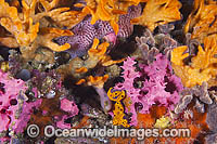 Sponges Bryozoans Tunicates on Pylon Photo - Gary Bell