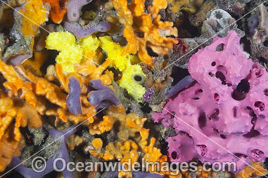 Sponges and Tunicates on Pylon photo