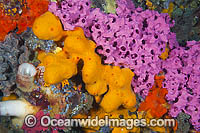 Sponges and Tunicates on Pylon Photo - Gary Bell