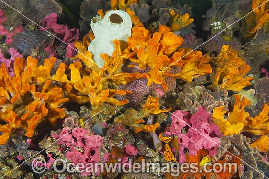 Sponges Tunicates and Bryozoans on Pylon photo