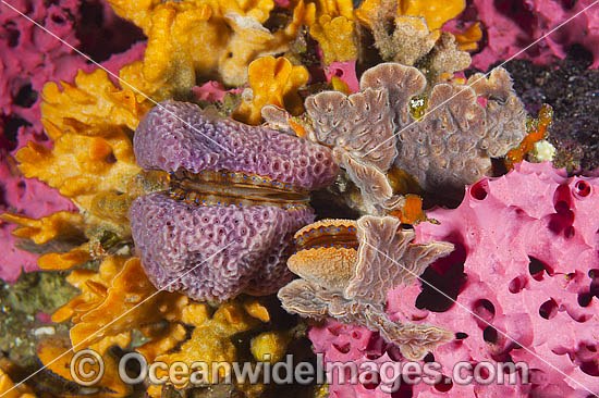 Temperate Reef South Australia photo