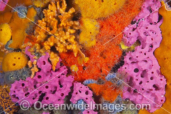 Sponges and Tunicates on Pylon photo