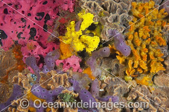 Sponges and Bryozoans on Jetty Pylon photo