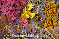 Sponges and Bryozoans on Jetty Pylon Photo - Gary Bell