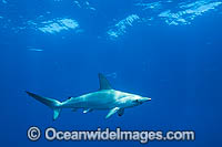 Hammerhead Shark Coffs Harbour Photo - Gary Bell