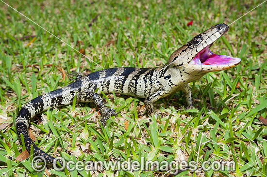 Pink-tongued Skink (Cyclodomorphus gerrardii). Found in various habitats on coastal and mountain ranges from Blue Mountains, NSW, to Cairns, Qld. Photo taken at Coffs Harbour, New South Wales, Australia. Photo - Gary Bell Pink-tongued Skink (Cyclodomorphus gerrardii). Found in various habitats on coastal and mountain ranges from Blue Mountains, NSW, to Cairns, Qld. Photo taken at Coffs Harbour, New South Wales, Australia. Photo - Gary Bell