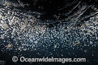 Plankton Underwater Photo - Gary Bell