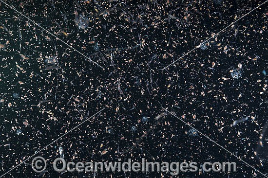 Plankton Underwater photo