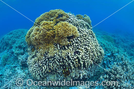 Fire Coral on Bommie photo
