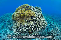 Fire Coral on Bommie Photo - Gary Bell