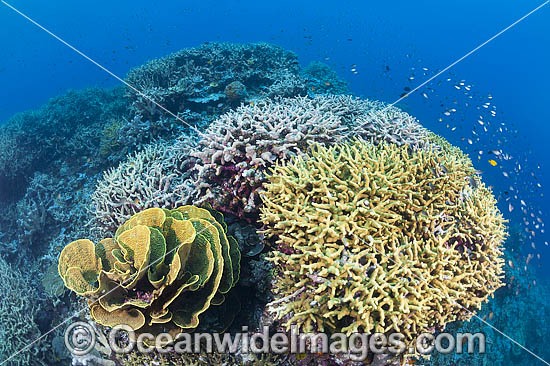 Milne Bay Coral Reef photo