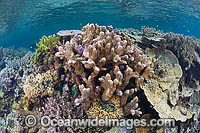 Coral Reef Papua New Guinea Photo - Gary Bell