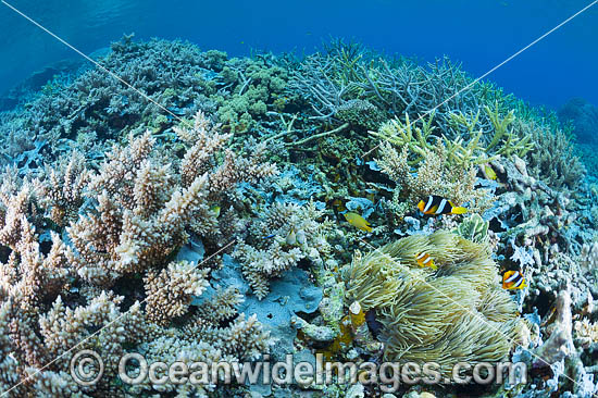 Underwater coral reef seascape, showing a variety of hard corals and a single Sea Anemone with Anemonefish. Photo was taken at Milne Bay, Papua New Guinea. Within the Coral Triangle. Photo - Gary Bell Underwater coral reef seascape, showing a variety of hard corals and a single Sea Anemone with Anemonefish. Photo was taken at Milne Bay, Papua New Guinea. Within the Coral Triangle. Photo - Gary Bell