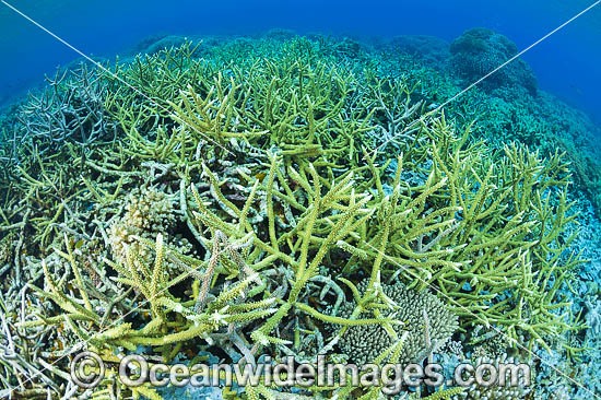 Underwater Coral Reef photo